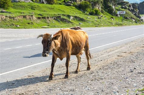 Cow In Baksan Gorge In The Caucasus Mountains In Russia Stock Photo