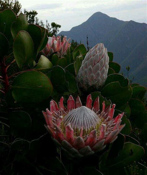Protea South Africas National Flower South Africa Road Trips