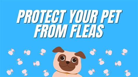 2022 7 Ways To Protect Pets From Fleas And Ticks