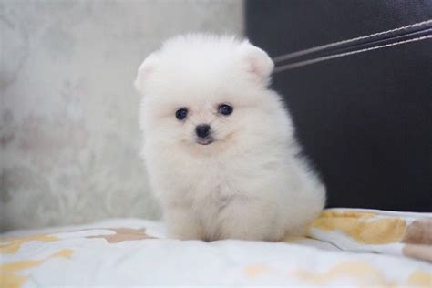 Teacup Teddy Bear Pomeranian Puppies For Sale Near Me Pets Lovers