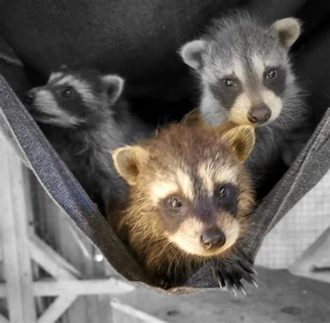 Pin By Cynthia Bower On Raccoons Cute Raccoon Raccoon Animals