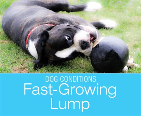 Fast Growing Lumps In Dogs Yukis Mysterious Swelling