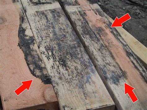 Wood contains this black mold food, so it will commonly be found growing on wood around the home. Cleaning Mold: How To Clean Mold on Lumber - Sherwood Lumber