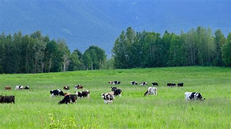 Newblog Cows In The Pasture