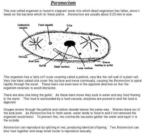 Diagram Of Paramecium With Labelled Parts Edurev Class Question