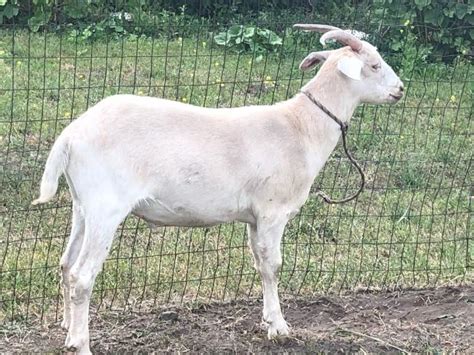 3 Fat Goats In Tonasket Okanogan County Washington Okanogan County