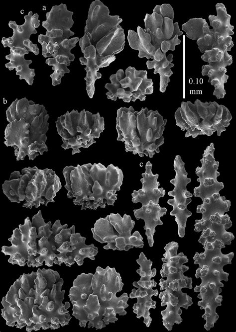 Sclerites Of Melithaea Satsumaensis Sp N Rmnh Coel 41936 A Clubs