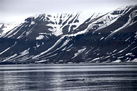 2017 06 04 Svalbard Fin Whale In The Isfjord Guillaume Baviere