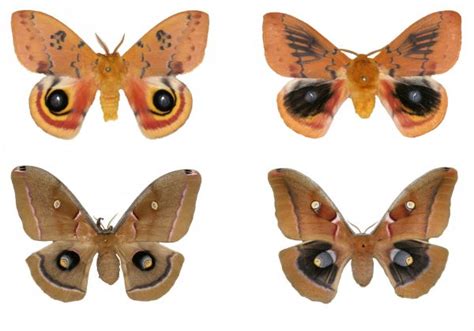 Lyin Eyes Butterfly Moth Eyespots May Look The Same But Likely