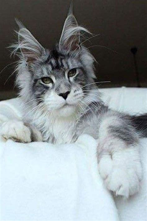 No breed has a monopoly on love and affection, but there's got to be some good reason that maine coons have clawed their way up from near extinction to the prized place of america's. Maine Coon Cat Lifespan - Best Cat Wallpaper