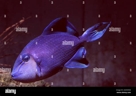 Red Toothed Triggerfish Odonus Niger Stock Photo Alamy
