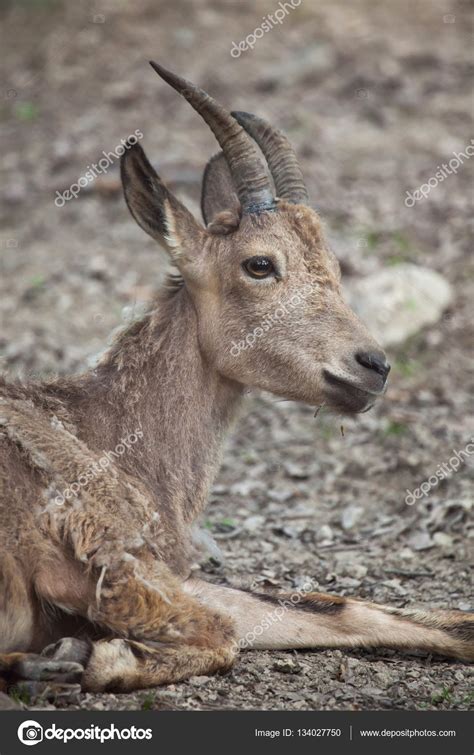 Siberian Ibex Capra Sibirica — Stock Photo © Wrangel 134027750