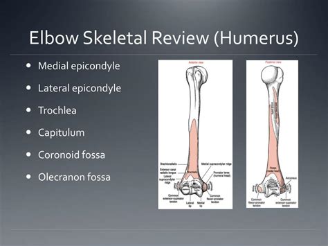 PPT - Elbow and Forearm Complex PowerPoint Presentation, free download