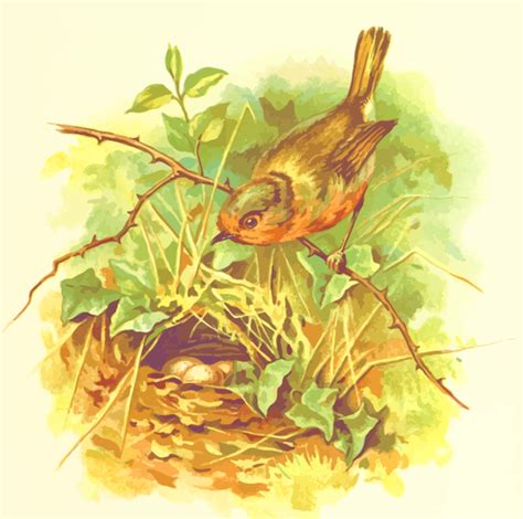 Robins Nest Public Domain Vectors