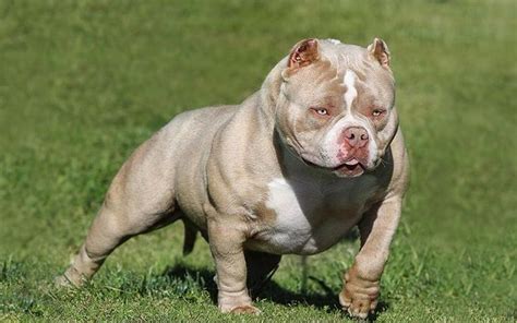 Blue american bully micro pocket puppies for sale. American Bully price range. Bully cost. Where to buy Bully ...