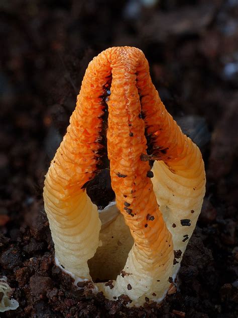 Pseudocolus Fusiformis Stinkhorns Magical Mushrooms Plant Fungus