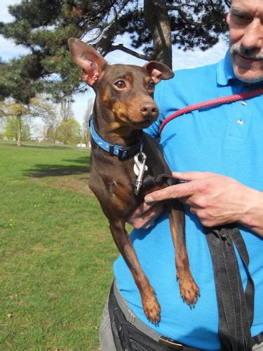 Bambino 1 Year Old Male Miniature Pinscher Available For Adoption