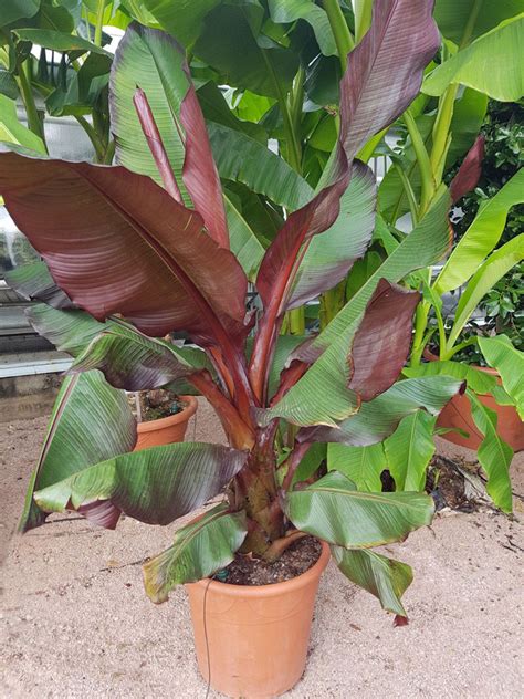 Banana Growing Requirements at James Bishop blog