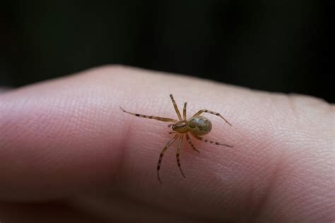 What Do Brown Recluse Spider Bites Look Like Brown Re