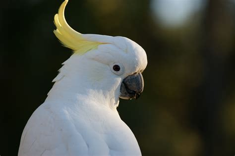 Белый Попугай Фото Telegraph
