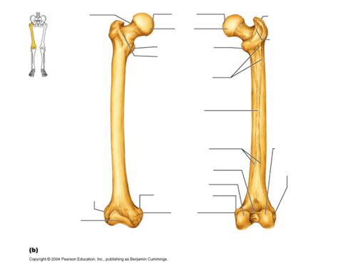Search more high quality free transparent png images on pngkey.com and share it with your friends. femur labeling