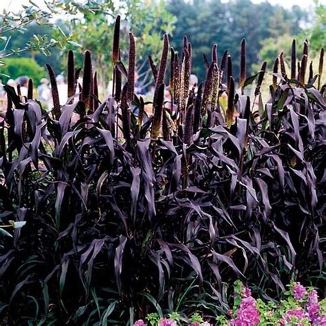 Black Majestic Pennisetum Fountain Grass Tall Grows 6 Etsy Goth