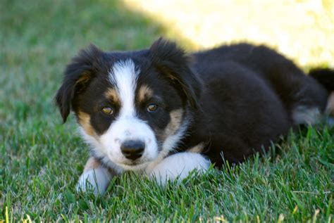 Hillcrest Border Collies Available Male Puppies