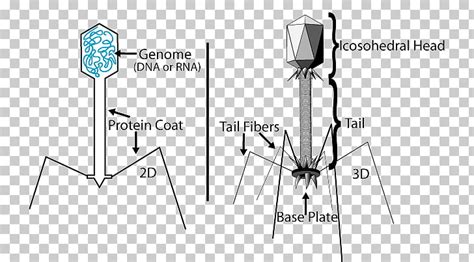 El fago λ igualmente es utilizado como un vector de clonación. Virus bacteriófago procariota lambda fago bacterias ...
