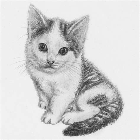 Cat Sketch Animal Drawings Kitten Drawing