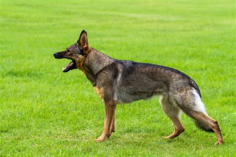 Should You Punish Your German Shepherd For Growling Why And Why Not