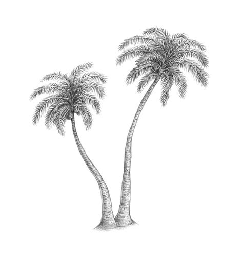 See full list on easylinedrawing.com How to Draw a Palm Tree