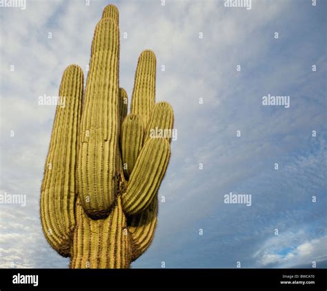 Usa Arizona Phoenix Saguaro Cactus High Resolution Stock Photography