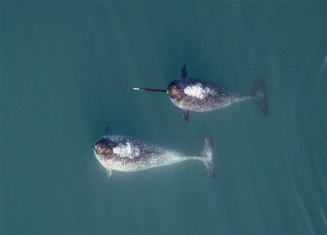 For Narwhals The ‘unicorns Of The Sea Size Matters For Sexual