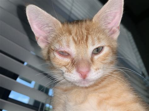 Im Pretty Sure My Kitten Has Pink Eye Or An Eye Infection His Eye Was