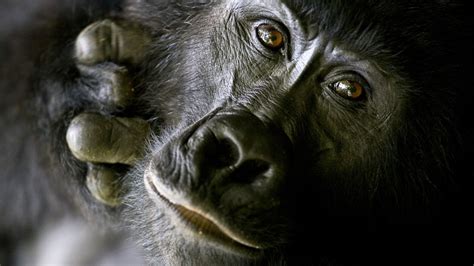 First Proof Gorillas Eat Monkeys