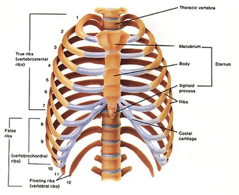They also serve as an attachment point for many muscles and are active during respiration. Bones - Anatomy & Physiology 201 with Scholer at Endicott ...