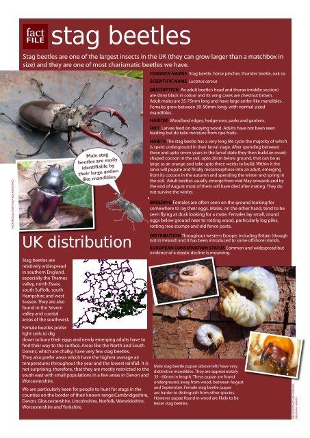 Stag Beetles Fact Peoples Trust For Endangered Species