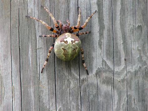 North Carolina Spider Unknown Image 3 Araneus Bicentenarius