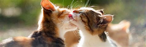 Webmd explains why your cat may be meowing or yowling a lot and what to do to minimize it. Why Do Cats Groom Each Other? Facts You Didn't Know