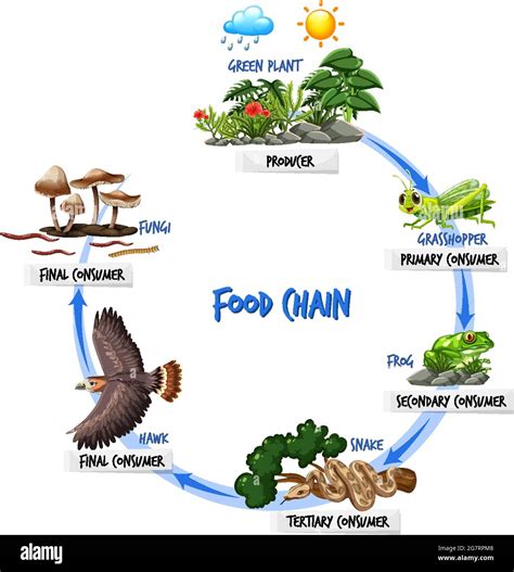 Ilustración del concepto del diagrama de la cadena alimentaria Imagen Vector de stock Alamy