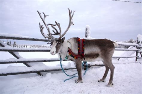 What Are Santas Reindeer Like Finland Naturally