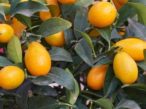 8 Different Dwarf Citrus Trees You Can Grow At Home In 2020 Citrus