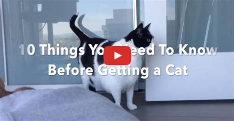 10 things you need to know before getting a cat cat jokes cat quotes funny funny cat videos