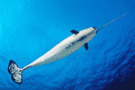 Narwhal Animal Facts Unicorn Of The Sea