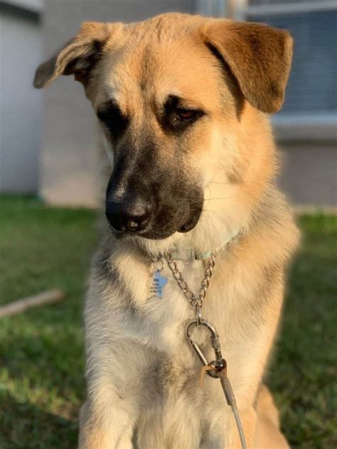 German Shepherd Great Pyrenees Mix Size Traits And Care World Of Dogz