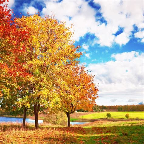 Sunny Autumn Day Desktop Wallpapers 1024x1024
