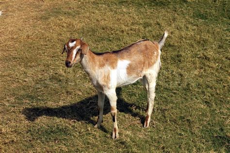 Indian Goat Stock Image Colourbox