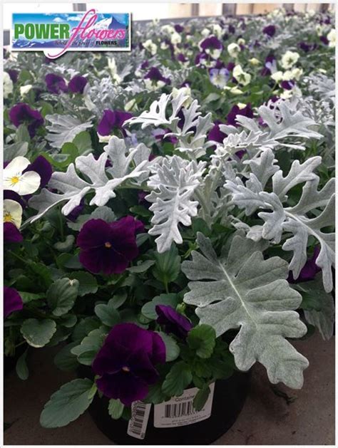 Amazing 8 Inch Garden Container With Pansies And Dusty Miller Flower