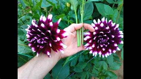 How To Grow Dahlia From Cuttings Very Easy Youtube