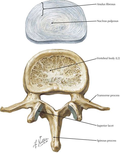 Back And Spinal Cord Radiology Key